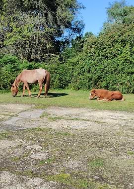 New forest horse with foal