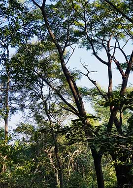 Sunlit Forest Giants Reaching the Sky