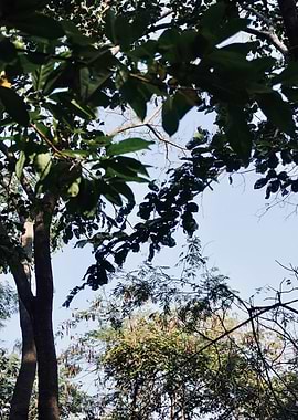 Forest Canopy with Interwoven Branches