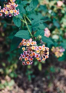 Vibrant Lantana Blossoms in Soft Light
