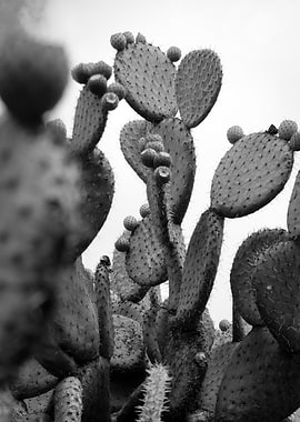 Black and White Cactus Close-Up