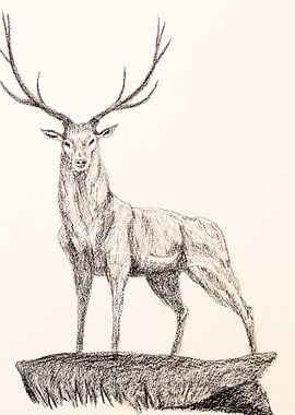 Deer Sketch