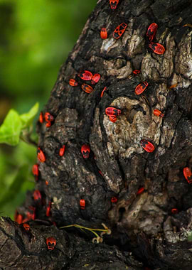 Red Bugs on Tree Bark