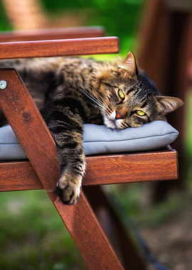 Cat Resting on wooden Chair