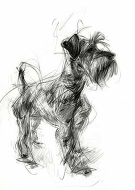 Schnauzer dog charcoal sketch