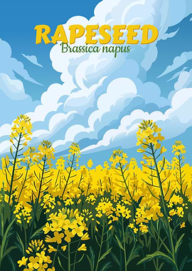 Rapeseed Field Illustration