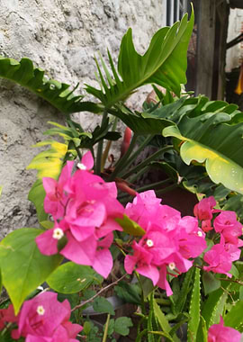 Pink Bougainvillea and Green Foliage