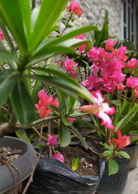 Potted Plants with Pink Flowers