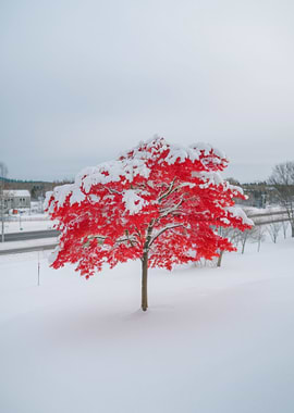 Red Tree in Winter Snow