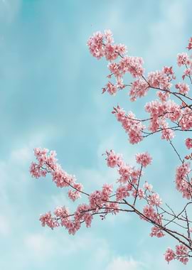 Pink Cherry Blossoms