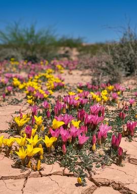 Desert Flowers in Bloom