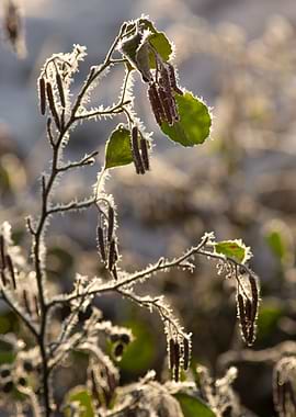 Frosty Plant with Catkins and Leaves