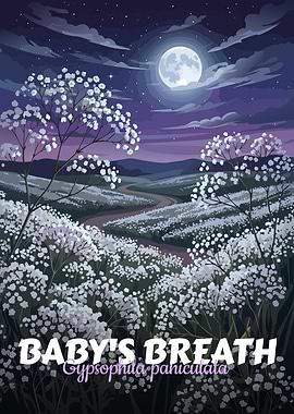 Baby's Breath Under Moonlight