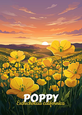California Poppy Field at Sunset