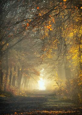 Autumn Path Through Misty Forest
