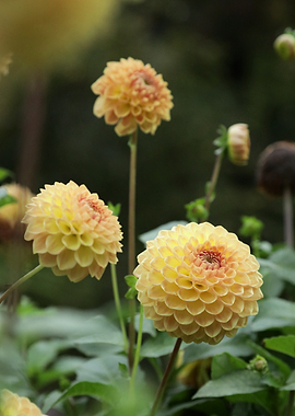 Yellow Dahlia Flowers in Bloom