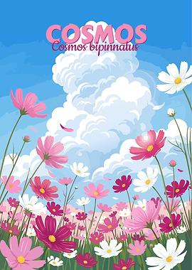 Cosmos bipinnatus flower field illustration