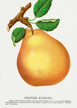 Beurre D'Anjou Pear Illustration