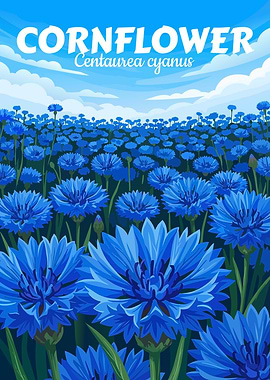 Cornflower Field Illustration