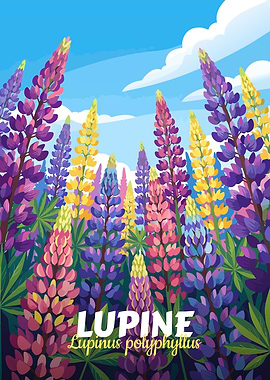 Lupine Flowers Illustration