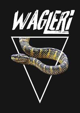 Wagleri Viper Snake Reptile Keeper
