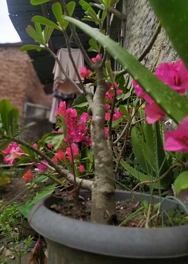 Potted Plant with Pink Flowers