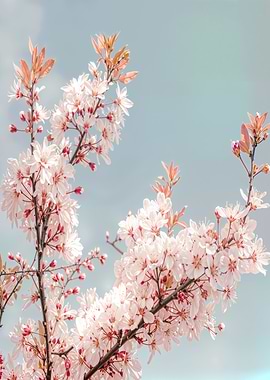 Cherry Blossoms On a Blue Sky