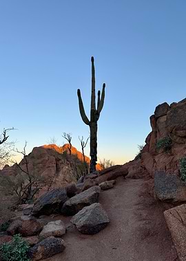 Arizona Saguaro Cactus