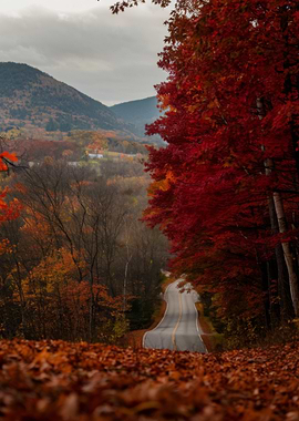 Autumn Road Through Colorful Forest