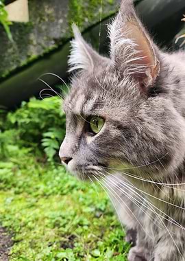 Maine Coon Profile in Greenery