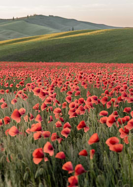 Red Poppies and Hills