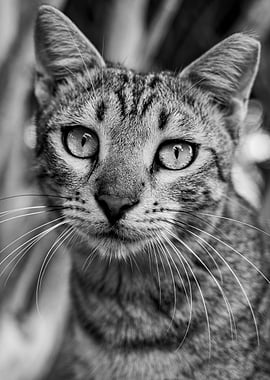 Monochrome Cat Portrait