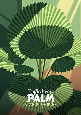 Ruffled Fan Palm Illustration