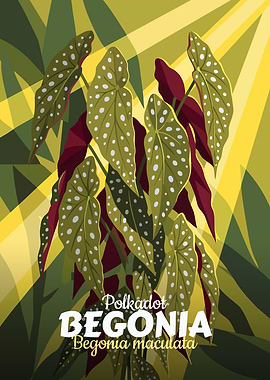 Polkadot Begonia Illustration