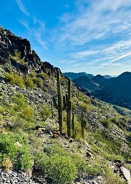 Arizona Saguaro Cacti