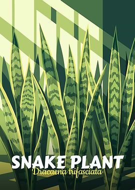 Snake Plant Illustration
