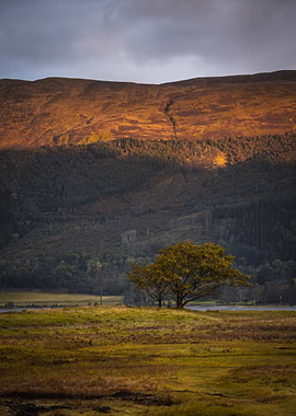 Scottish Highlands Landscape with Trees