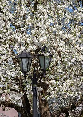 Blooming Tree with Lamp Post
