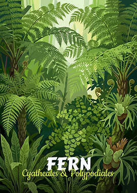 Fern Cyatheales & Polypodiales Illustration