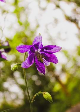 Vintage Lilac Princess