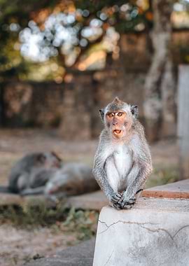Surprised Monkey With Mouth Open Portrait