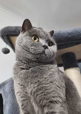British Shorthair Cat Portrait