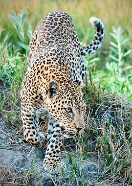 Leopard in the Wild