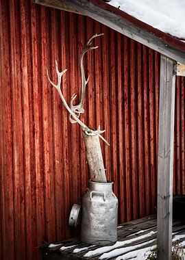 Rustic Antler Display on Red Wall