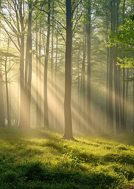 Sunlit Forest Clearing