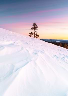 Snowy Hill with Tree at Sunset