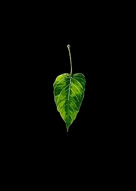Green Leaf on Black Background
