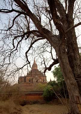 A Low-Angle View of a Bagan Pagoda Framed by the Bare, Dramatic Branches of an Old Tree at Dusk, Myanmar