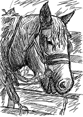 Horse Head Sketch