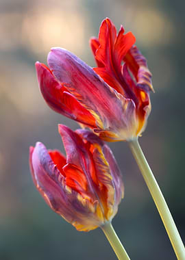 Two Red and Purple Tulips